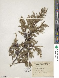 Cupressus lusitanica var. benthamii image