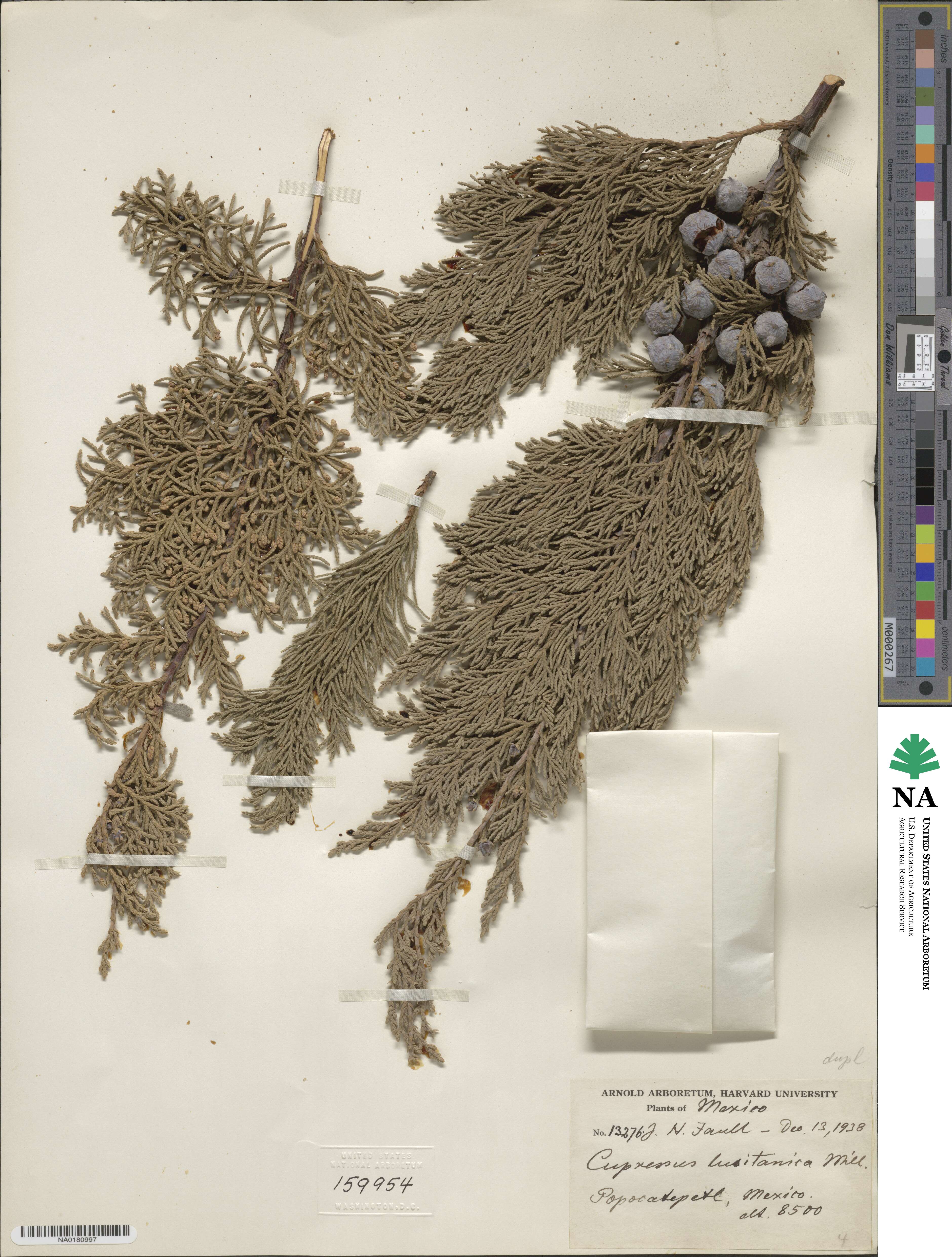 Cupressus lusitanica var. benthamii image