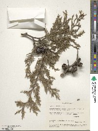 Cupressus lusitanica var. benthamii image