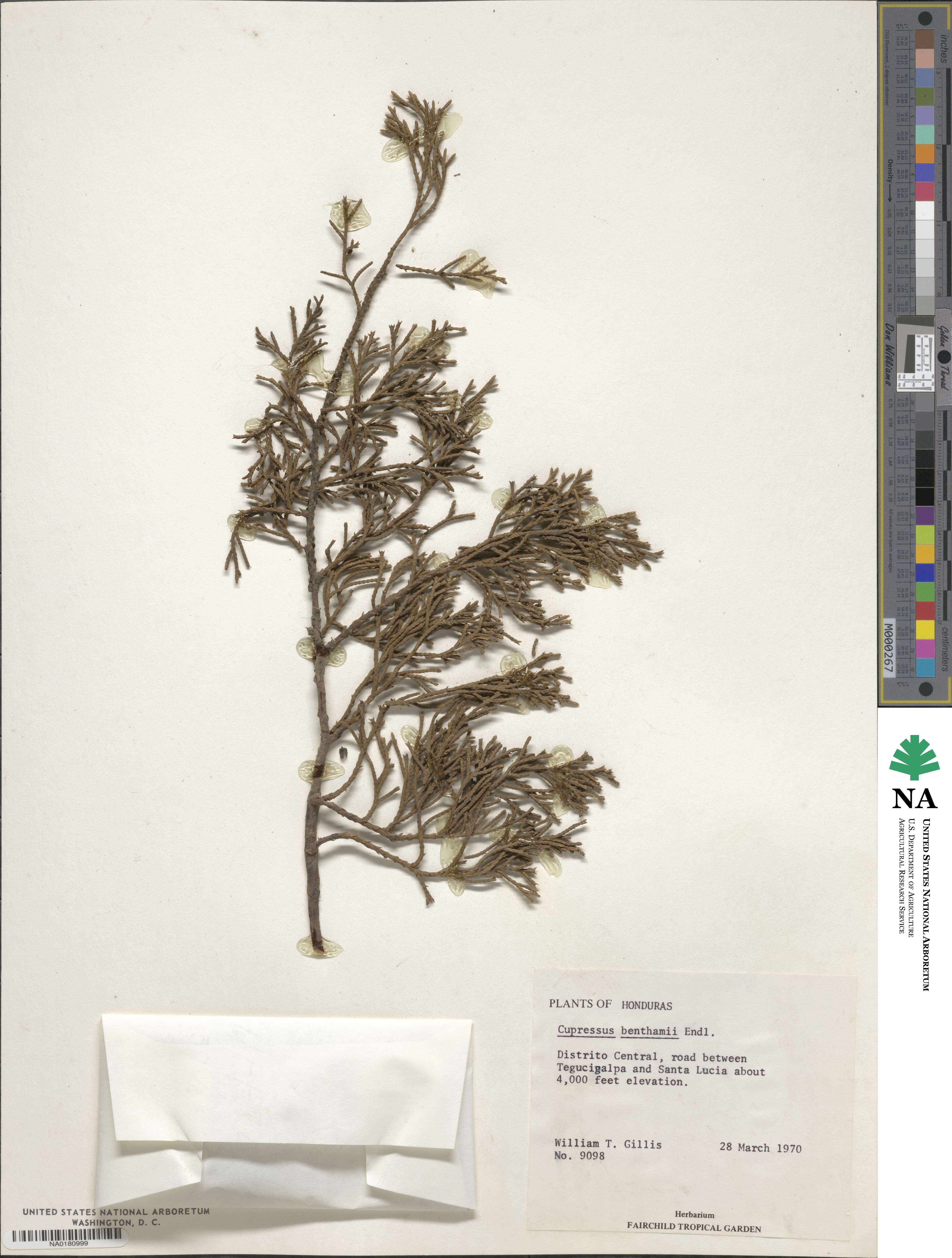 Cupressus lusitanica var. benthamii image