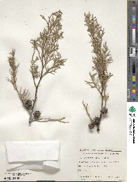 Cupressus lusitanica image