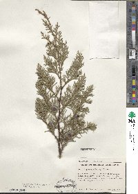 Cupressus lusitanica image