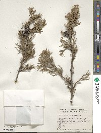 Cupressus lusitanica image