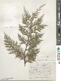 Cupressus lusitanica image