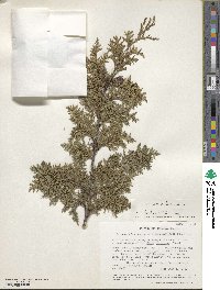 Cupressus lusitanica image