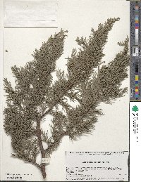 Cupressus lusitanica image