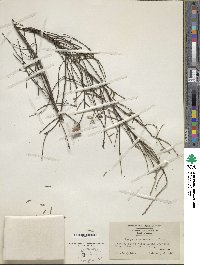 Tsuga canadensis image