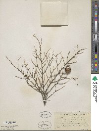 Tsuga canadensis image