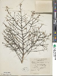 Tsuga canadensis image