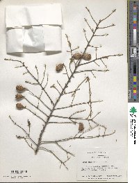 Tsuga canadensis image