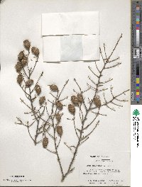 Tsuga canadensis image