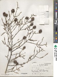 Tsuga canadensis image