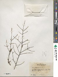 Tsuga canadensis image