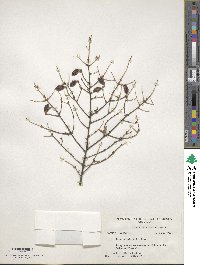 Tsuga canadensis image