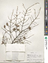 Tsuga canadensis image