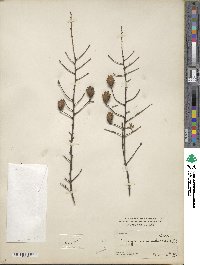 Tsuga canadensis image