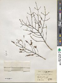 Tsuga canadensis image