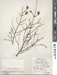 Tsuga canadensis image