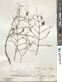 Tsuga canadensis image