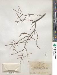 Tsuga canadensis image