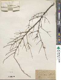 Tsuga canadensis image