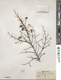 Tsuga canadensis image