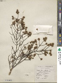 Tsuga canadensis image