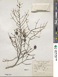 Tsuga canadensis image