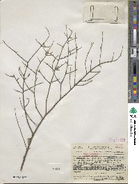 Tsuga canadensis image