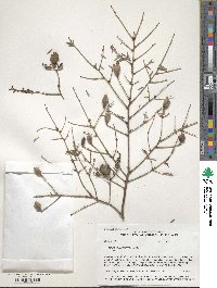 Tsuga canadensis image