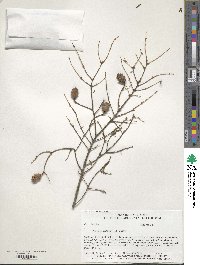 Tsuga canadensis image