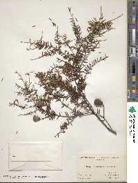 Tsuga canadensis image