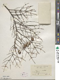 Tsuga canadensis image