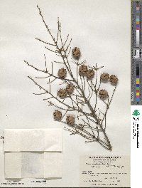 Tsuga canadensis image