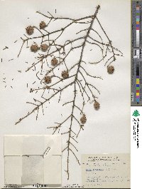 Tsuga canadensis image