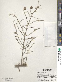 Tsuga canadensis image