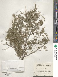 Tsuga canadensis image