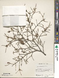 Tsuga canadensis image