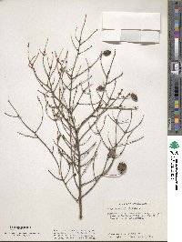 Tsuga canadensis image