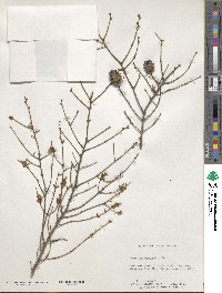 Tsuga canadensis image