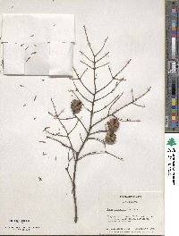 Tsuga canadensis image