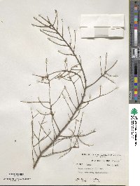 Tsuga canadensis image