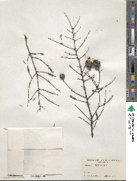 Tsuga canadensis image