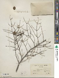 Tsuga canadensis image