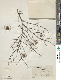 Tsuga canadensis image