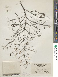 Tsuga canadensis image