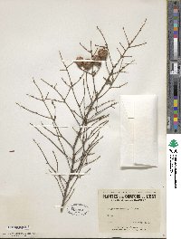 Tsuga canadensis image