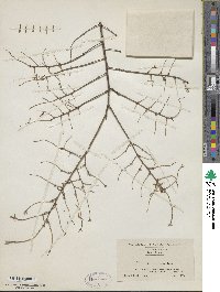 Tsuga canadensis image