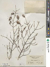 Tsuga canadensis image