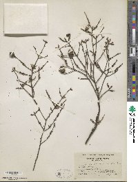 Tsuga canadensis image